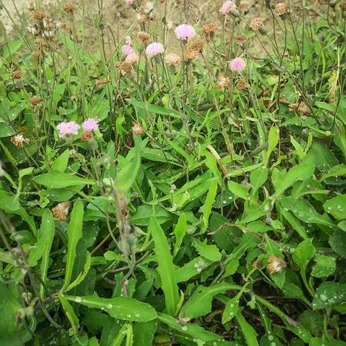 野生新鲜小号一点红中草药材纯天然小号叶下红500克红背叶羊蹄草【7天