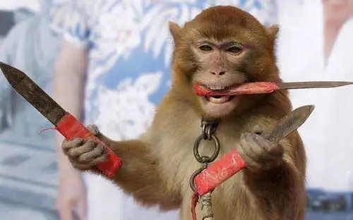 猴子怎么叫(广西人叫猴子怎么叫)