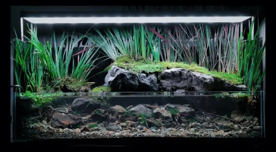 【浅溪生境】原生水陆造景缸