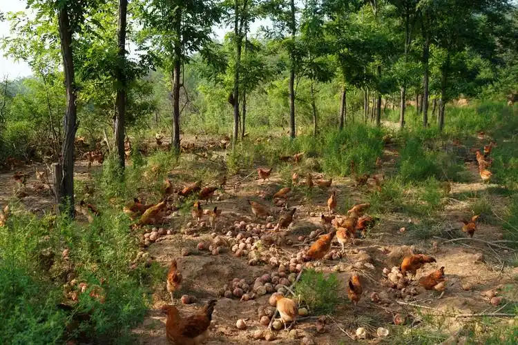 原创山西中年农民深山养"山鸡",生意火爆想吃要排队,咋回事