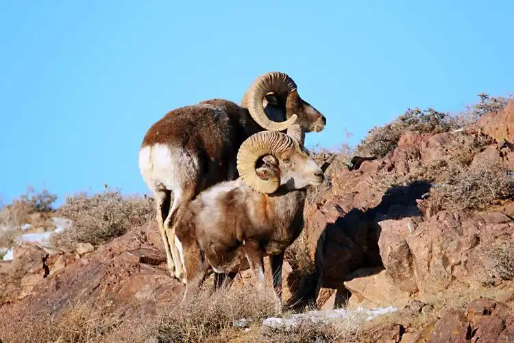 栖息在中蒙边境线的盘羊