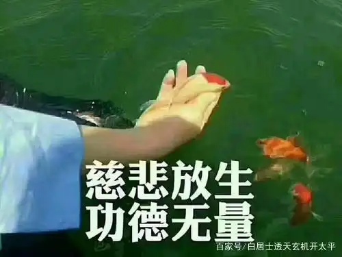 放生功德无量无边