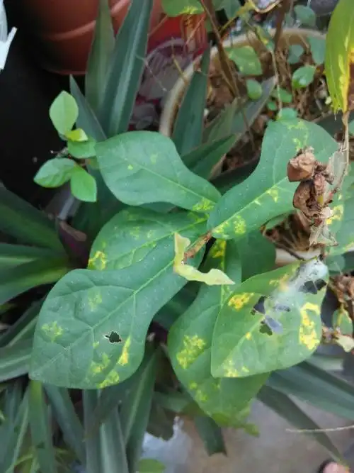 优优家的植物园