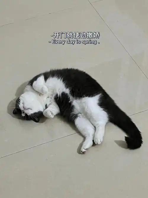 一只爱撒娇的妮妮