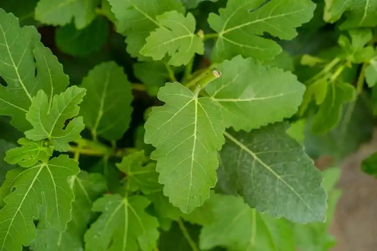 无花果树的修剪