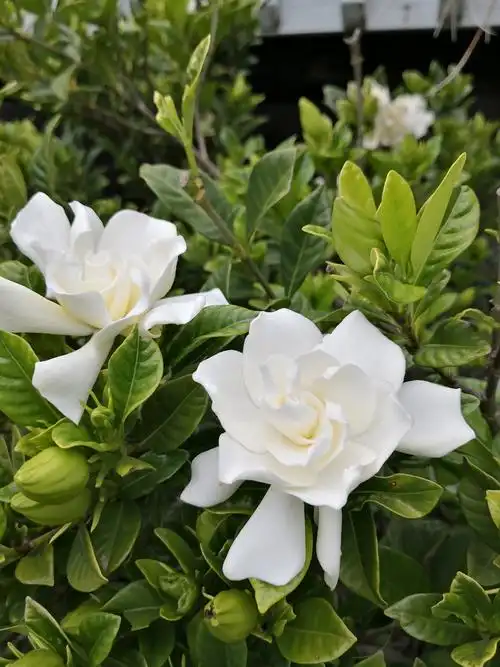 院子里的栀子花飘香