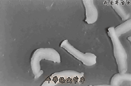 以人为终宿主的绦虫主要有4类:猪带绦虫,牛带绦虫,亚洲带绦虫,阔节裂