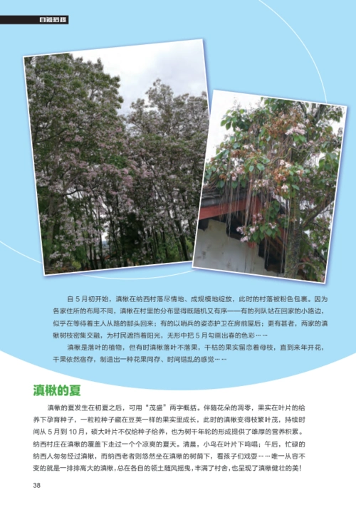 丽江滇楸的春夏秋冬