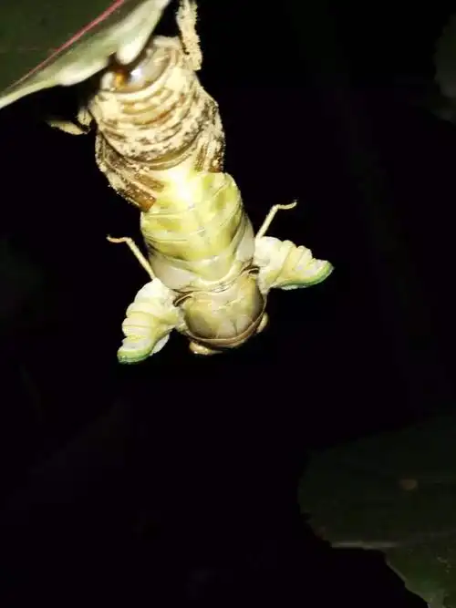 新鲜速冻白知了白爬叉新鲜速冻绿色食材泌阳批发零售白蝉银蝉野生