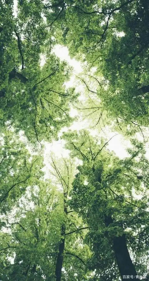 今日感受森林的气息,让你焕然一新