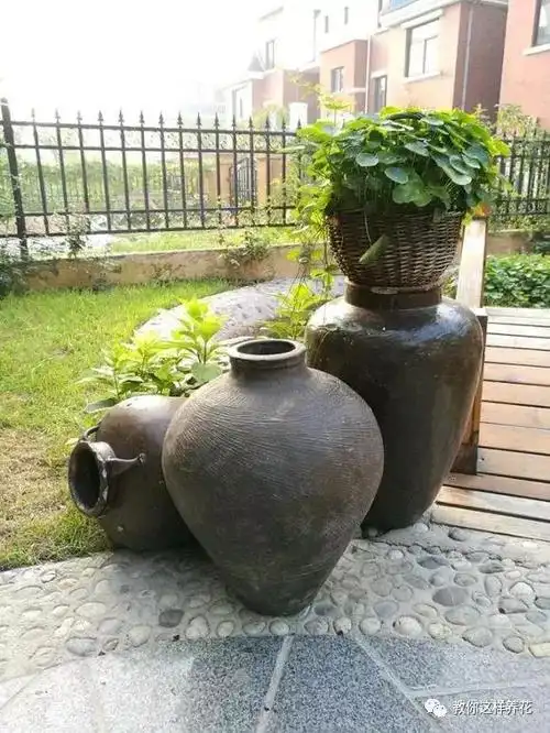 婆婆捡来烂水缸养花邻居们直笑话开花后美翻天