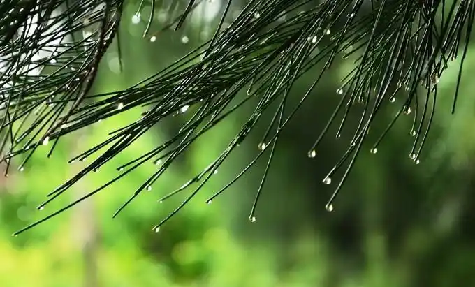 小雨淅淅沥沥的心情语录