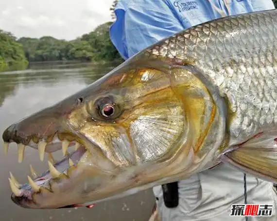 世界上最大的食人鱼黄金猛鱼体长133厘米重50千