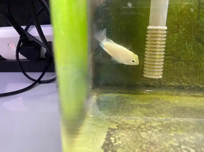 迷你鹦鹉产卵第二天