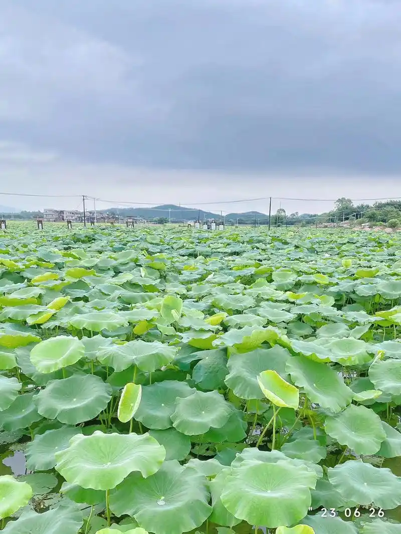 夏天怎么可以少得了云梦江氏的莲花坞 - 抖音