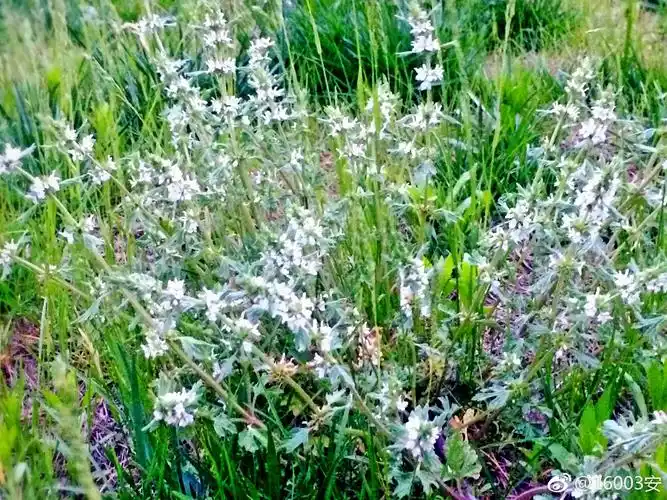有草名夏至,散落满天星.