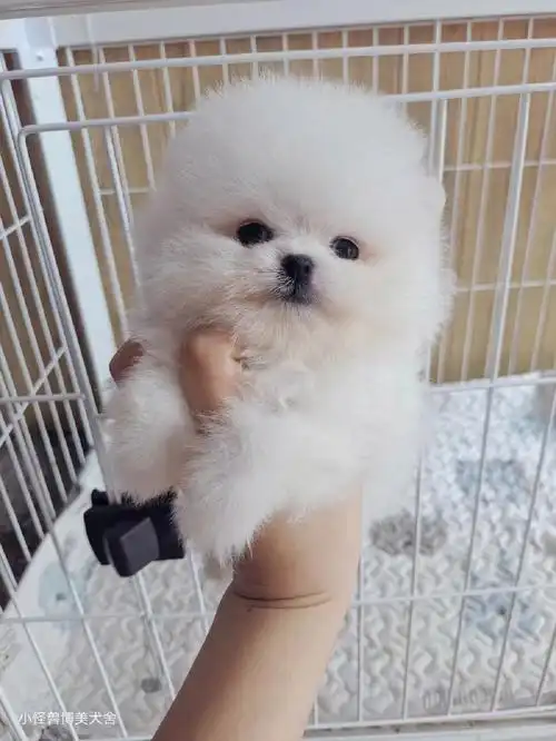 博美小体弟弟7两重蹲个家长