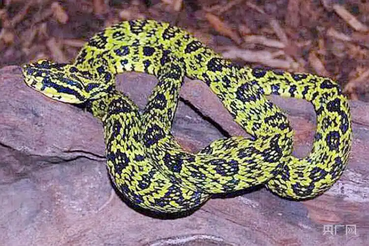 湖南特有珍稀动物莽山烙铁头蛇.央广网发   资料图片