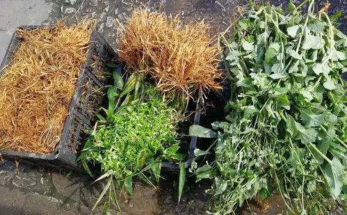 泉州人的草仔茶是随处可见的青草熬成的凉茶