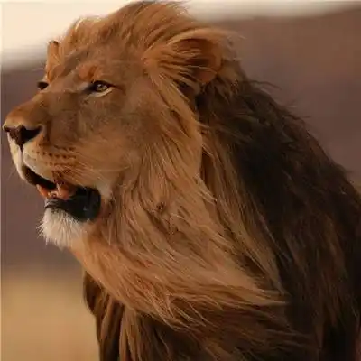 狮子头像高清图片 高清霸气真实雄狮头像图片大全