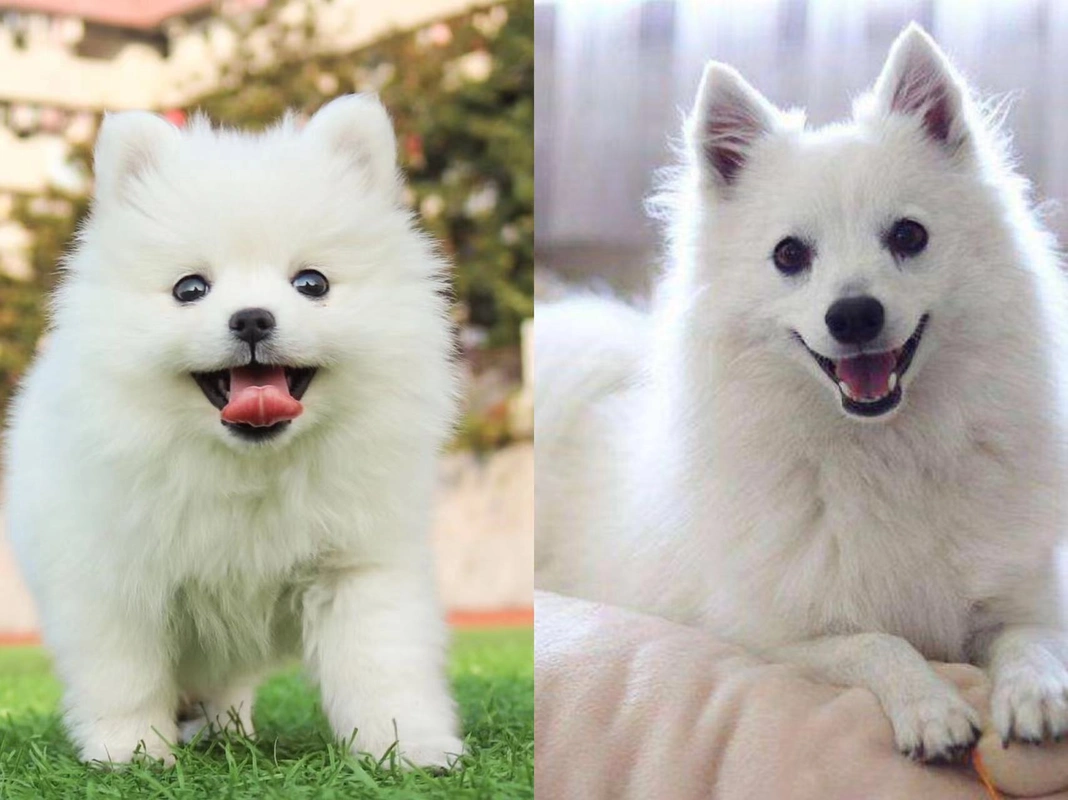 教你6个小技巧,迅速分辨博美犬和狐狸犬!