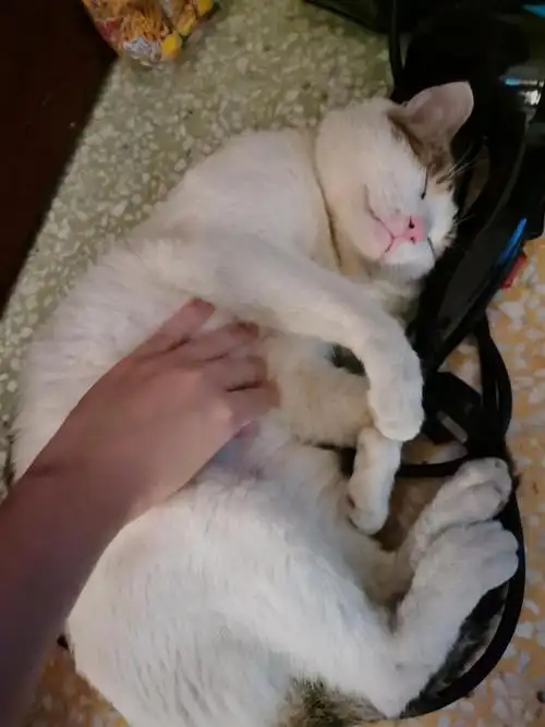 我家的猫一天拉2次屎,自动喝水,每次喝得啧啧作响,是正常的吧