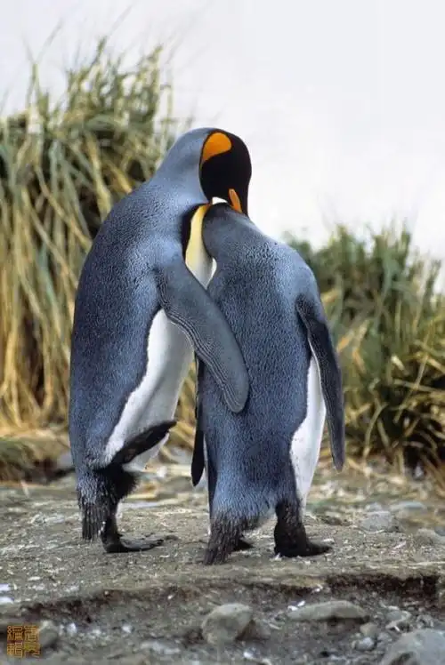 情天欲海——动物爱情