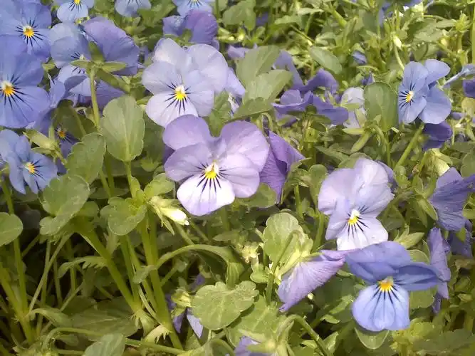 花瓣分两层,后一层像扇子.