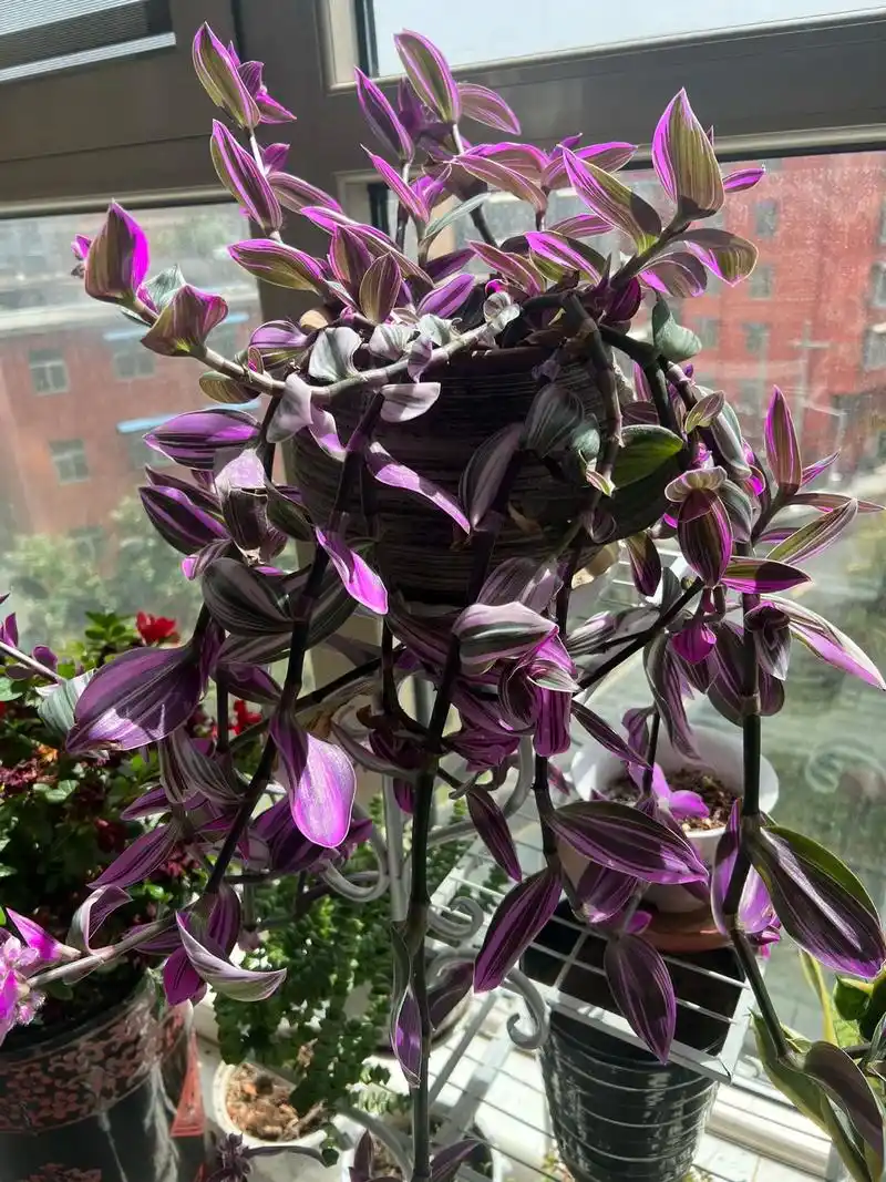 中午晾衣服时惊喜地发现阳台上紫叶吊兰开花了,紫气东来,精致可 - 抖