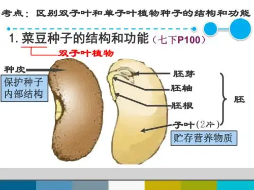 第3节生殖器官的生长课件26张ppt