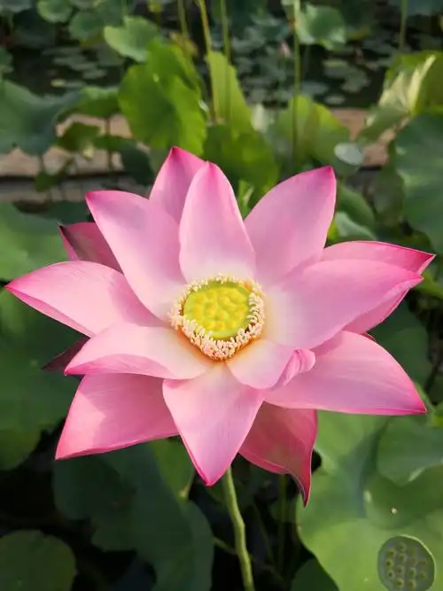 荷花金陵粉翠种藕潍坊荷苑中大型品种花卉