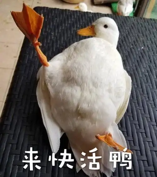 萌宠小鸭子来快活来呀搞怪逗gif动图_动态图_表情包下载_soogif