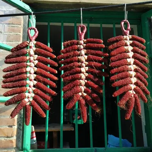 玉米串装饰挂件真玉米棒精致小红玉米棒一束玉米穗红色带叶玉米棒