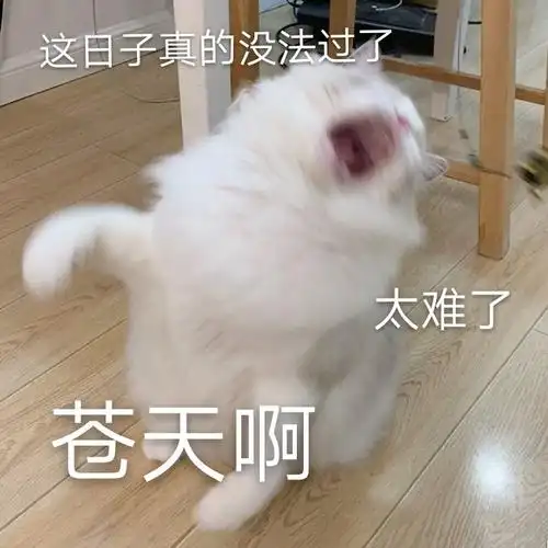 这日子真的没法过了 太难了 苍天啊(喵星人表情包)