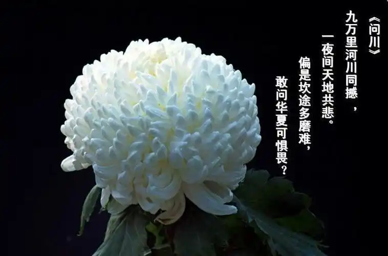 我们悲催,沉痛母亲的去世,沉痛大家庭精神凝聚的消敬,悲伤大家庭的