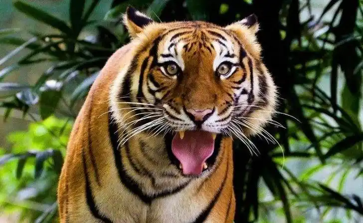 0200:00老虎凶猛的长吼声音效00:1100:00凶猛的狗的吠叫声00:1100:00