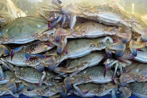 青岛本地梭子蟹有多少摊贩说市场九成来自外地一招教你辨别