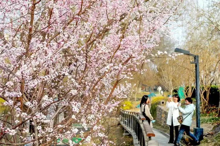 北京推出132处公园赏花片区市民可就近踏青赏景