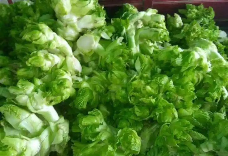 茎用芥菜——笋子芥,茎瘤芥,抱子芥