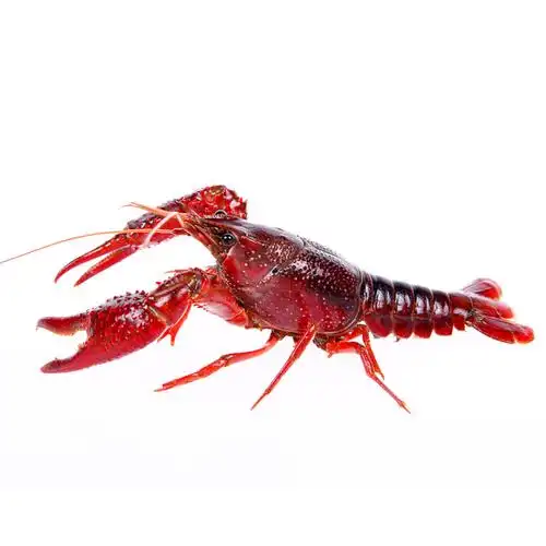 小龙虾鲜活9钱3斤特大两虾炮湖北省洪湖清水水产活虾包活虾