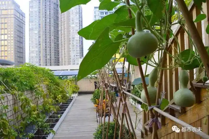 校园篇 | 十一月屋顶菜园新景象