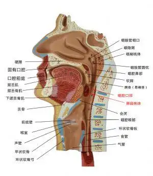 咽腔口部_咽,咽腔口部,解剖学,消化系统,人体解剖学_医学百科