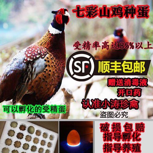 贝意品【顺丰发货】七彩山鸡种蛋受精蛋 新鲜高受精种蛋放养可孵化种
