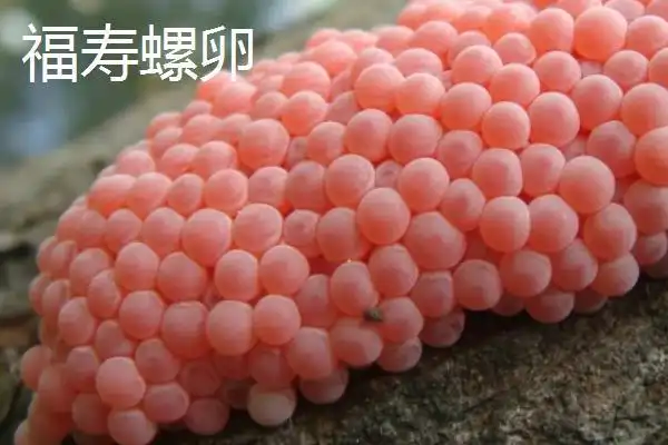 田螺卵和福寿螺卵区别