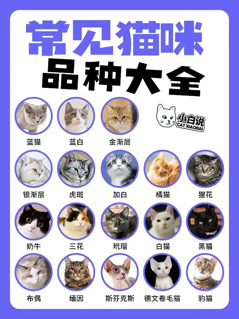 小白说丨常见的适合家养的猫咪品种大全.