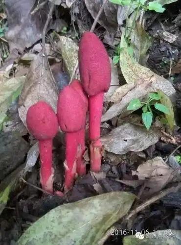 发现珍稀药材文王一支笔