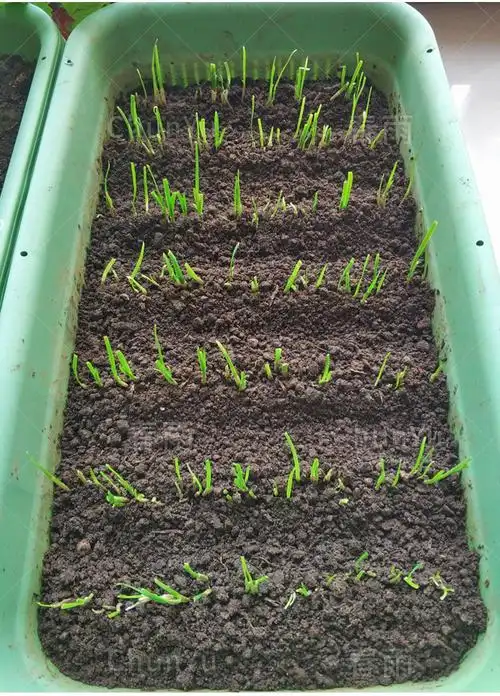 韭菜根苗韭菜苗仔九菜宽叶本地韭菜根紫根红根韮菜苗大叶四季盆栽