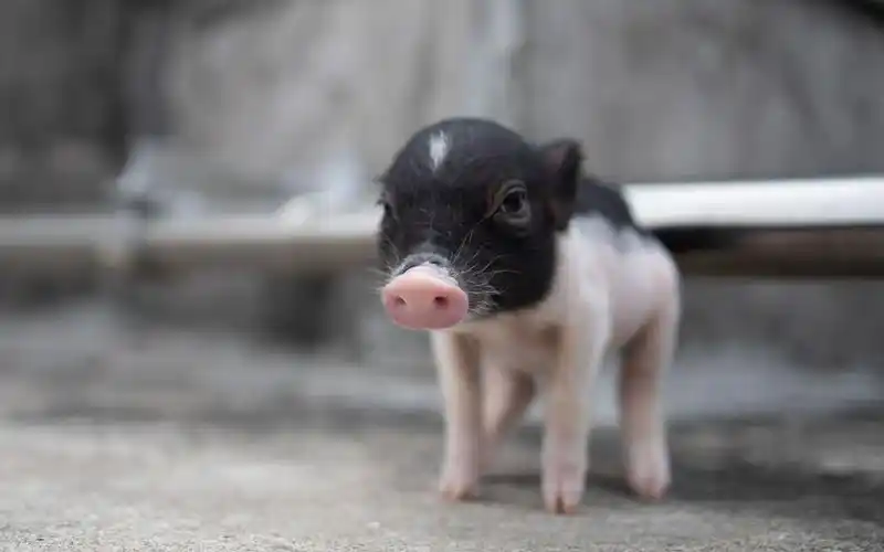 【小香猪】刚想咬铲屎官的脚,你就拍我,你是铲屎官的派来的救兵吗