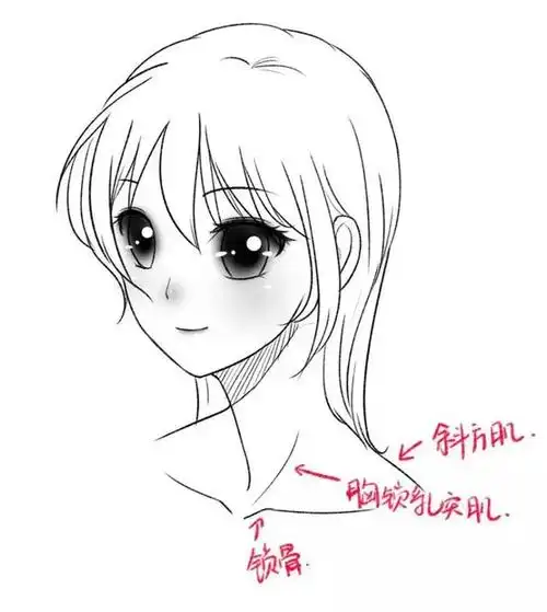 人物的锁骨怎么画?教你画出性感诱人的肩颈锁骨!