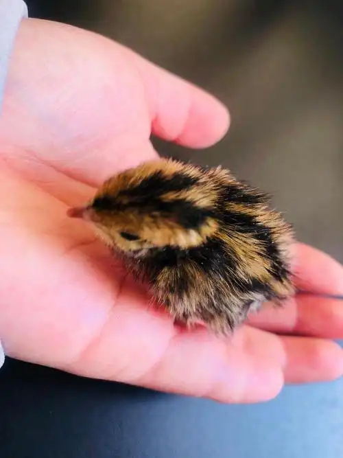 长大后的鹌鹑没有小时候可爱,不过40天左右母鹌鹑就可以生蛋啦.